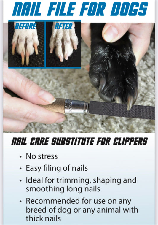 3 Reasons to file you dogs nails